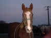 Dscf2181.jpg (575381 octets)