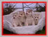 IMAG0156.jpg (9533 octets)