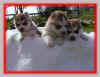 IMAG0158.jpg (9463 octets)