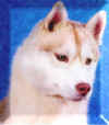 IMAG0165.jpg (8210 octets)