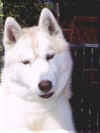 IMAG0176.jpg (8732 octets)