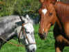 Jaguard et Bienvenue7007.jpg (272656 octets)