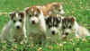 bbs huskys.jpg (43835 octets)