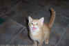 chat02.jpg (38271 octets)