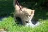 chat03.jpg (88474 octets)