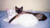 chat04.jpg (31420 octets)
