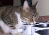 chat05.jpg (59653 octets)