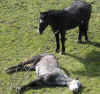 leo et  jaguard000222.jpg (377433 octets)
