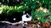 missie-nala01.jpg (95950 octets)
