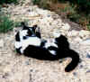 missie0005.jpg (55247 octets)