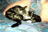 misti et mew01.jpg (23627 octets)