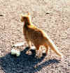 nala0001.jpg (86928 octets)