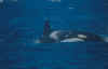 orque8.jpg (35668 octets)