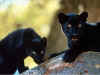 pantheres noires 00004.jpg (15991 octets)