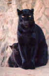 pantheres noires 03.jpg (6866 octets)