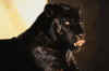 pantheres noires 06.jpg (15041 octets)