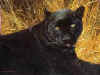pantheres noires.jpg (9198 octets)