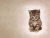 wallpaper_chaton.jpeg (106202 octets)