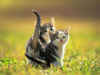 wallpaper_chatons.jpeg (65172 octets)