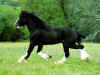 wallpaper_cheval_noir.jpeg (151980 octets)