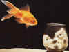 wallpaper_poisson_et_chonton.jpeg (54705 octets)